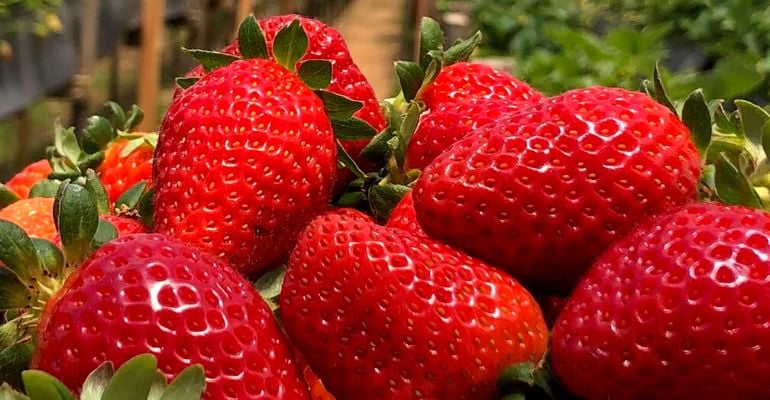 Morango