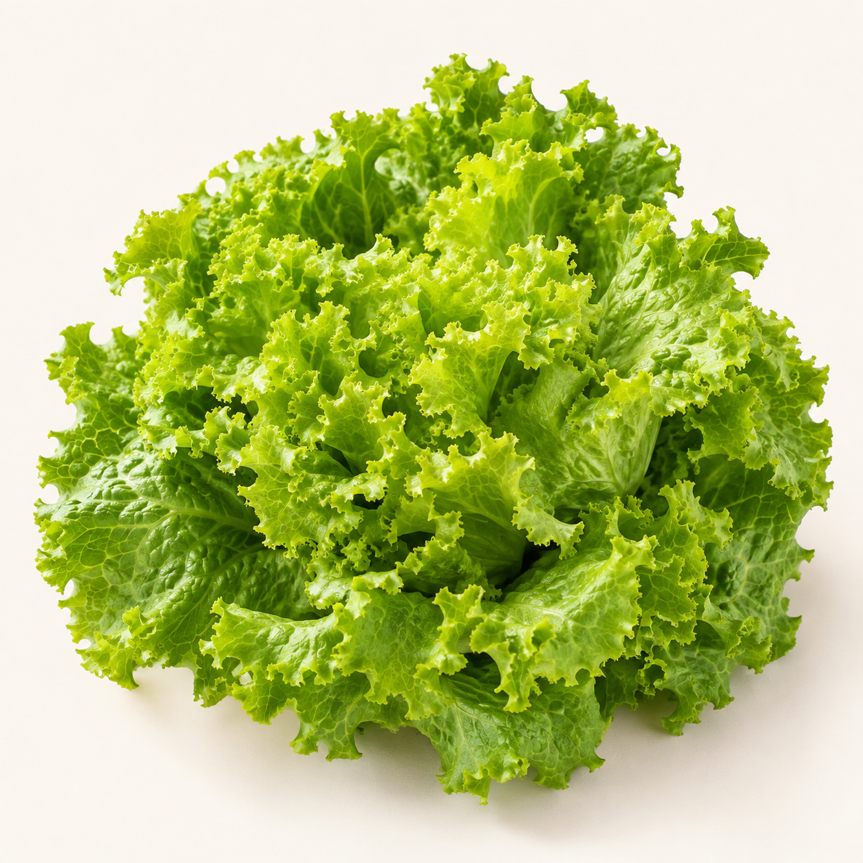 Alface Crespa